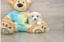 Best Maltipoo Baby
