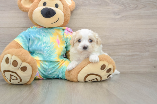 Best Maltipoo Baby