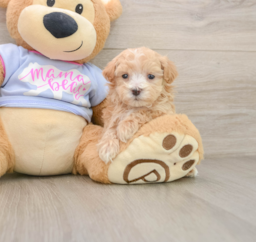 7 week old Maltipoo Puppy For Sale - Florida Fur Babies