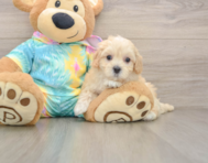 9 week old Maltipoo Puppy For Sale - Florida Fur Babies