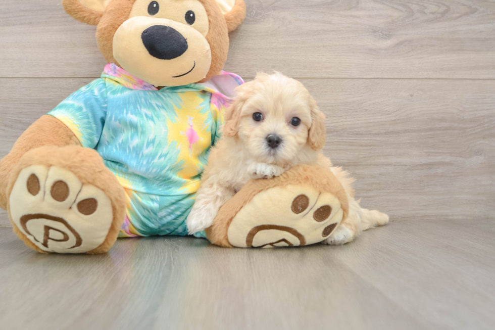Funny Maltipoo Poodle Mix Pup