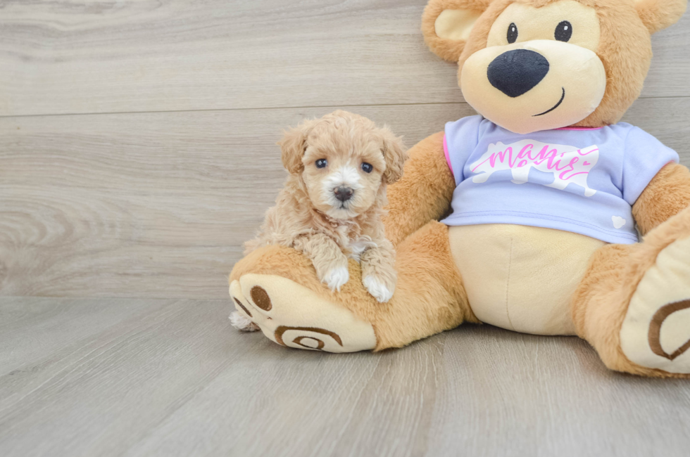 5 week old Maltipoo Puppy For Sale - Florida Fur Babies