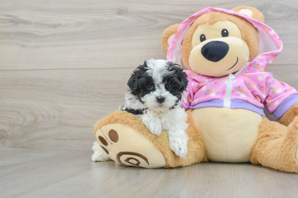 6 week old Maltipoo Puppy For Sale - Florida Fur Babies