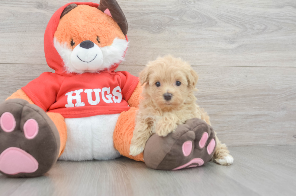 5 week old Maltipoo Puppy For Sale - Florida Fur Babies