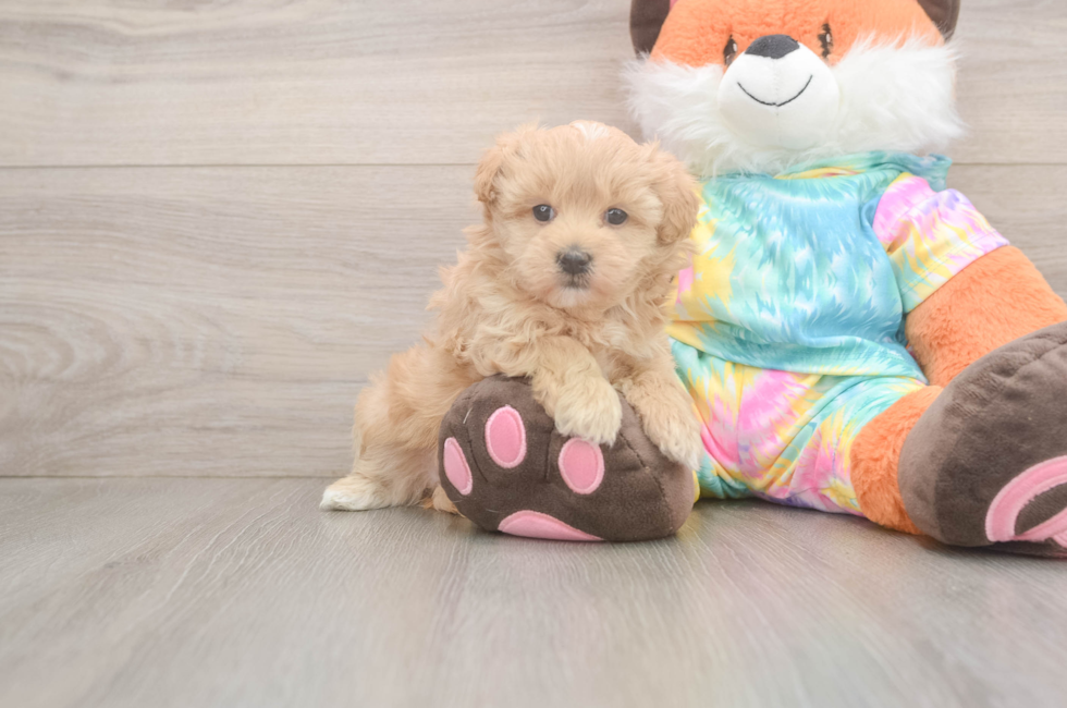 5 week old Maltipoo Puppy For Sale - Florida Fur Babies