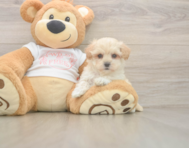 7 week old Maltipoo Puppy For Sale - Florida Fur Babies