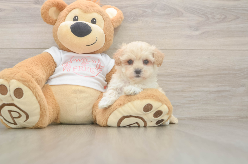 5 week old Maltipoo Puppy For Sale - Florida Fur Babies
