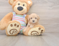 8 week old Maltipoo Puppy For Sale - Florida Fur Babies