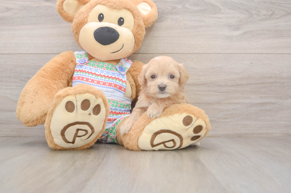 5 week old Maltipoo Puppy For Sale - Florida Fur Babies