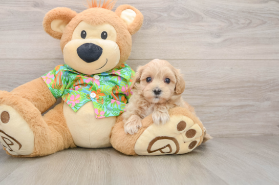 Popular Maltipoo Poodle Mix Pup