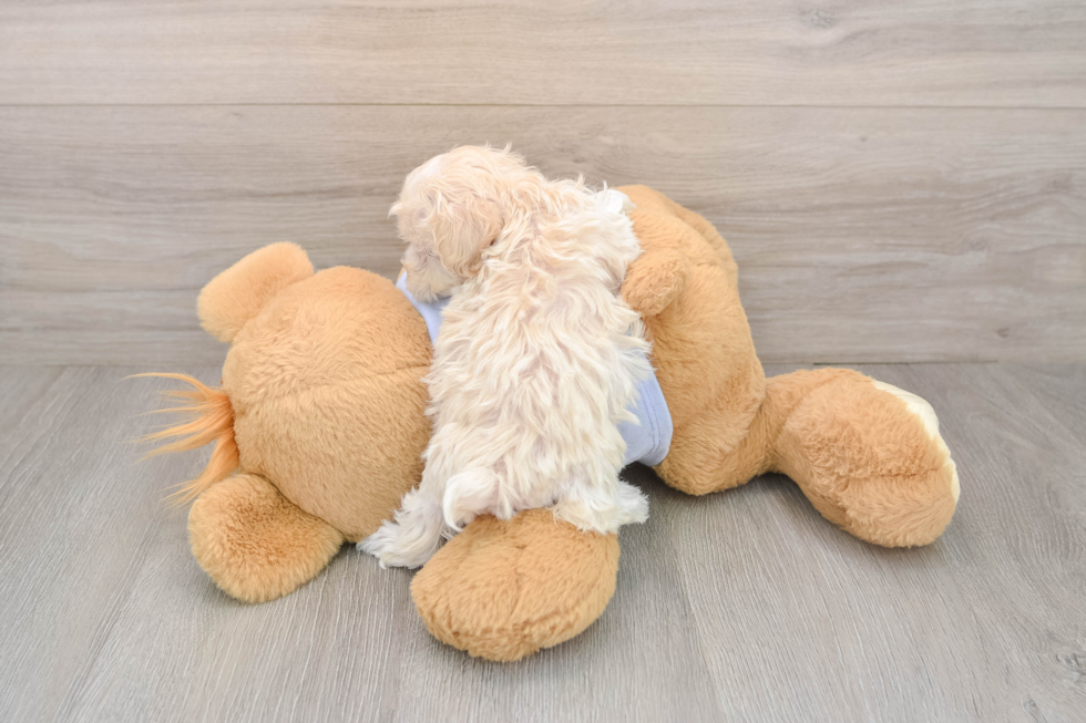 Maltipoo Puppy for Adoption