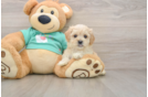 Funny Maltipoo Poodle Mix Pup