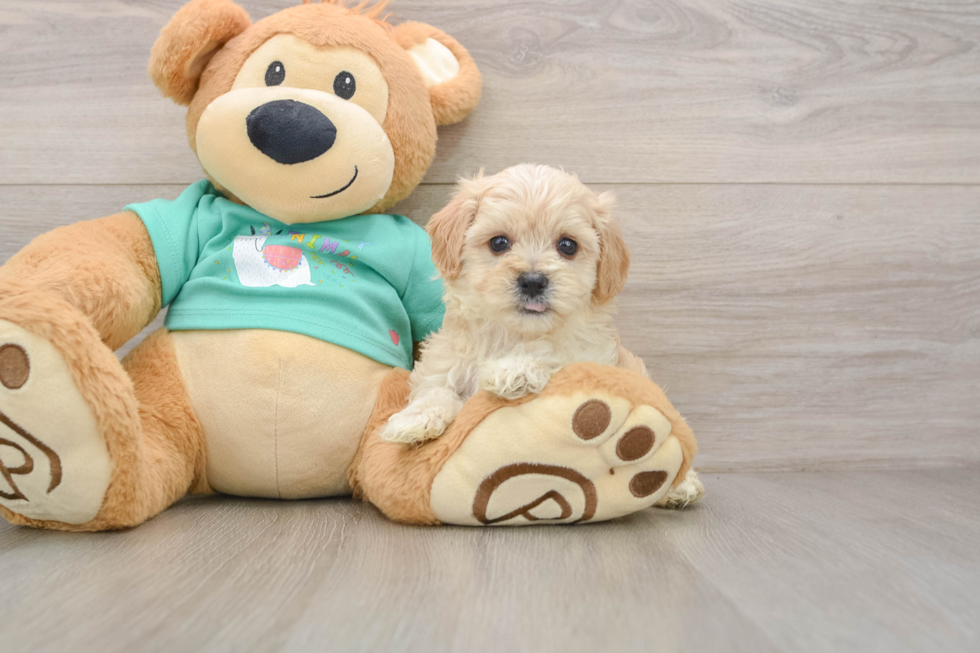 Funny Maltipoo Poodle Mix Pup