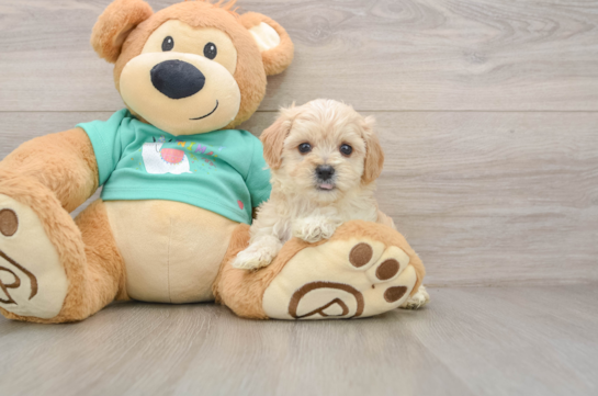 Funny Maltipoo Poodle Mix Pup