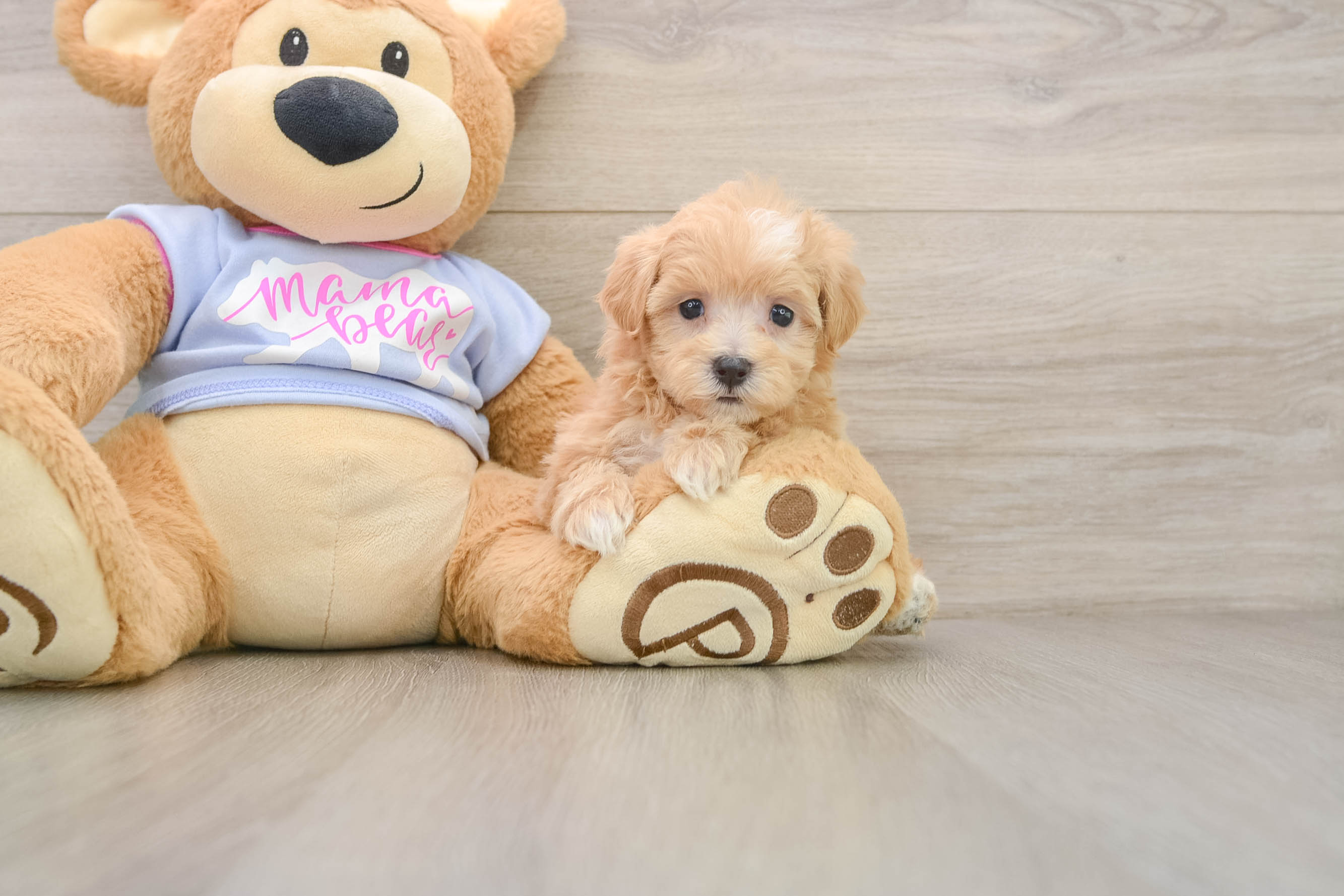 Maltipoo Pup Being Cute