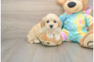 Best Maltipoo Baby