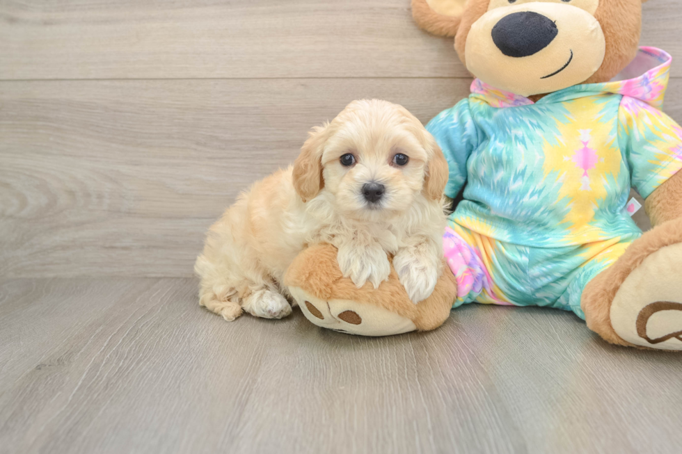 Best Maltipoo Baby