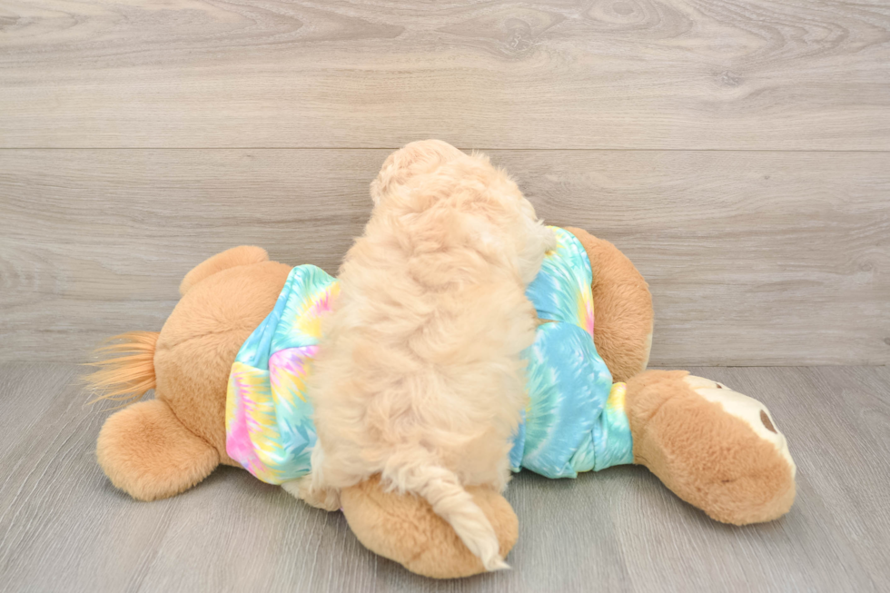 Popular Maltipoo Poodle Mix Pup
