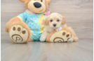 Friendly Maltipoo Baby