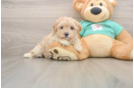 Maltipoo Puppy for Adoption