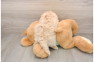 Maltipoo Puppy for Adoption