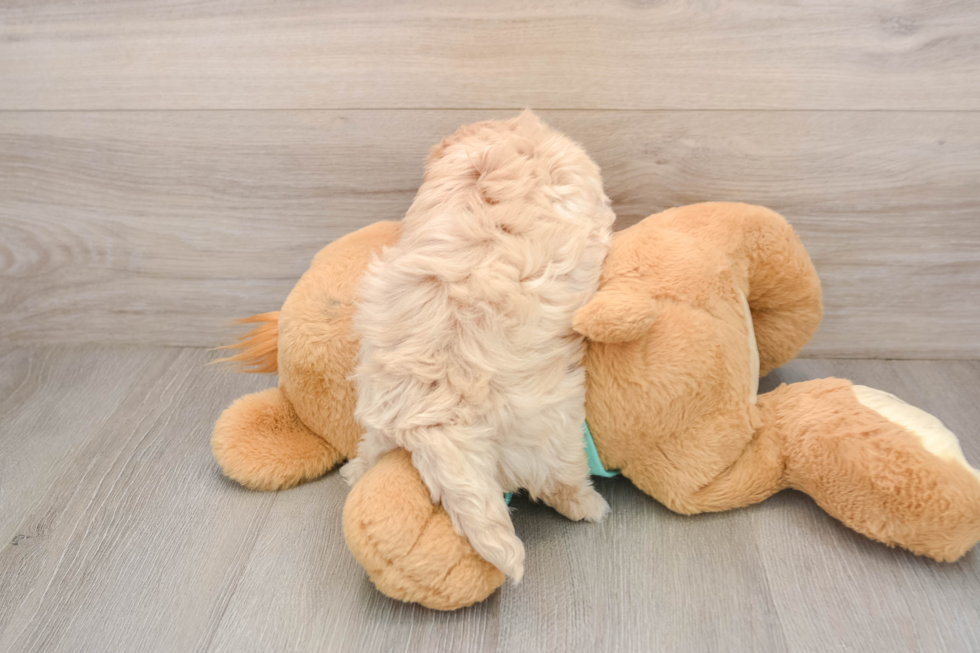Maltipoo Puppy for Adoption