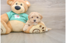Best Maltipoo Baby