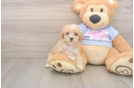 Maltipoo Puppy for Adoption