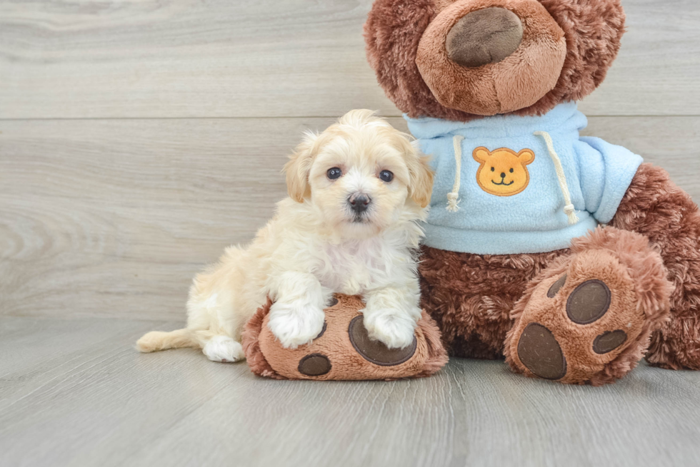 Popular Maltipoo Poodle Mix Pup