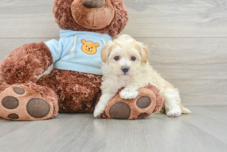 Maltipoo Puppy for Adoption