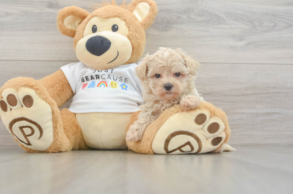 6 week old Maltipoo Puppy For Sale - Florida Fur Babies