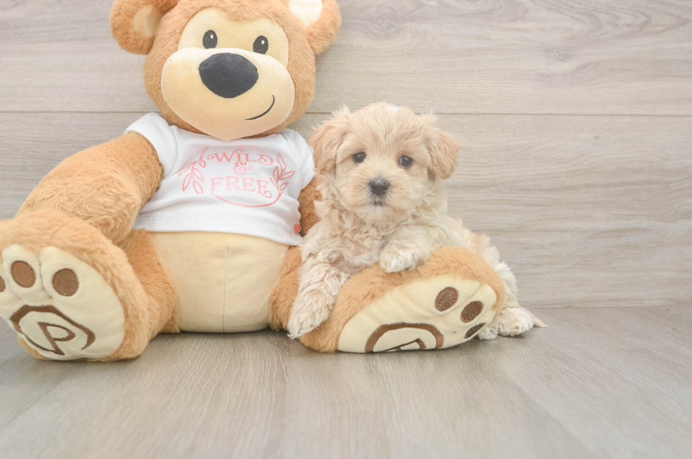 5 week old Maltipoo Puppy For Sale - Florida Fur Babies