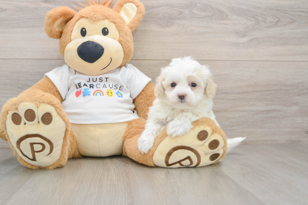 Cute Maltipoo Baby