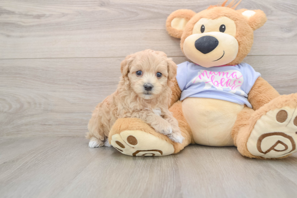 Petite Maltipoo Poodle Mix Pup