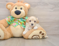 8 week old Maltipoo Puppy For Sale - Florida Fur Babies