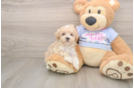Fluffy Maltipoo Poodle Mix Pup