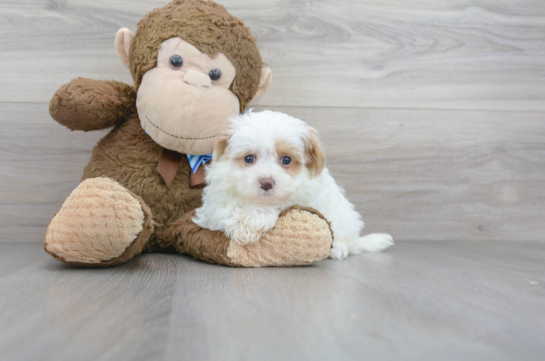31 week old Maltipoo Puppy For Sale - Florida Fur Babies