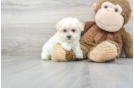 Meet Precious - our Maltipoo Puppy Photo 2/3 - Florida Fur Babies