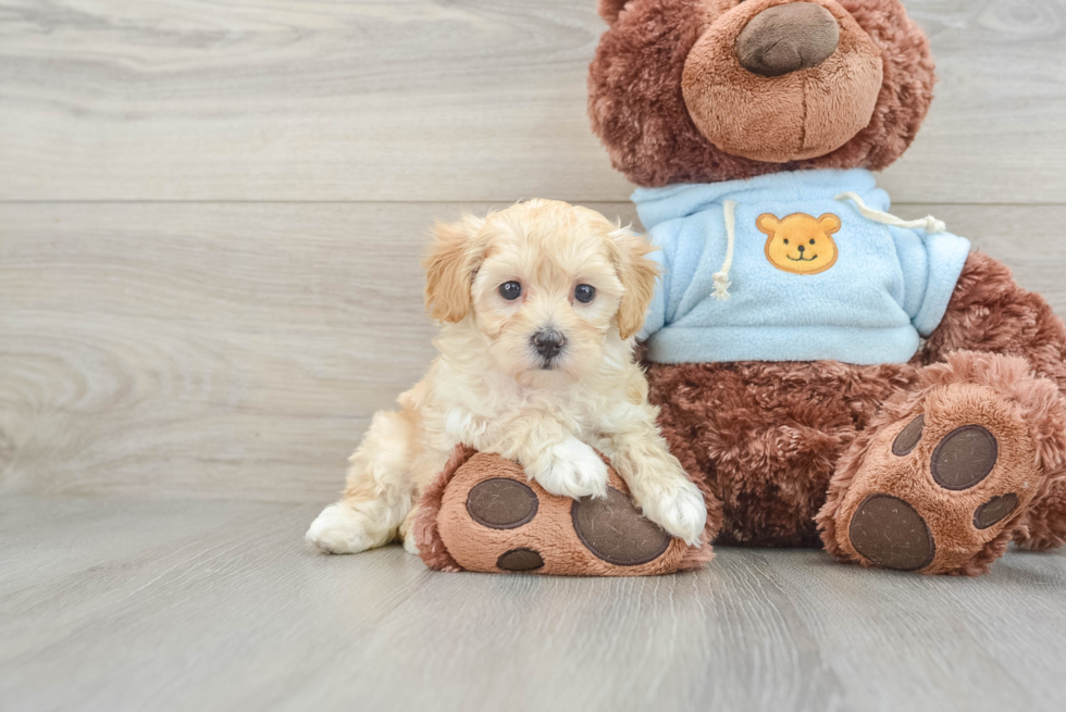 Best Maltipoo Baby