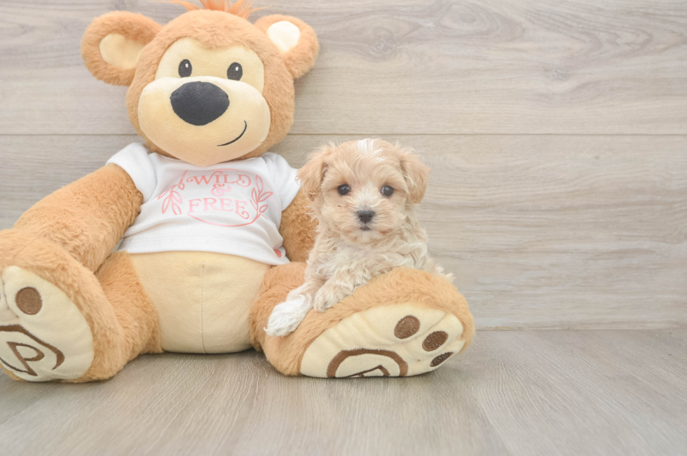 5 week old Maltipoo Puppy For Sale - Florida Fur Babies