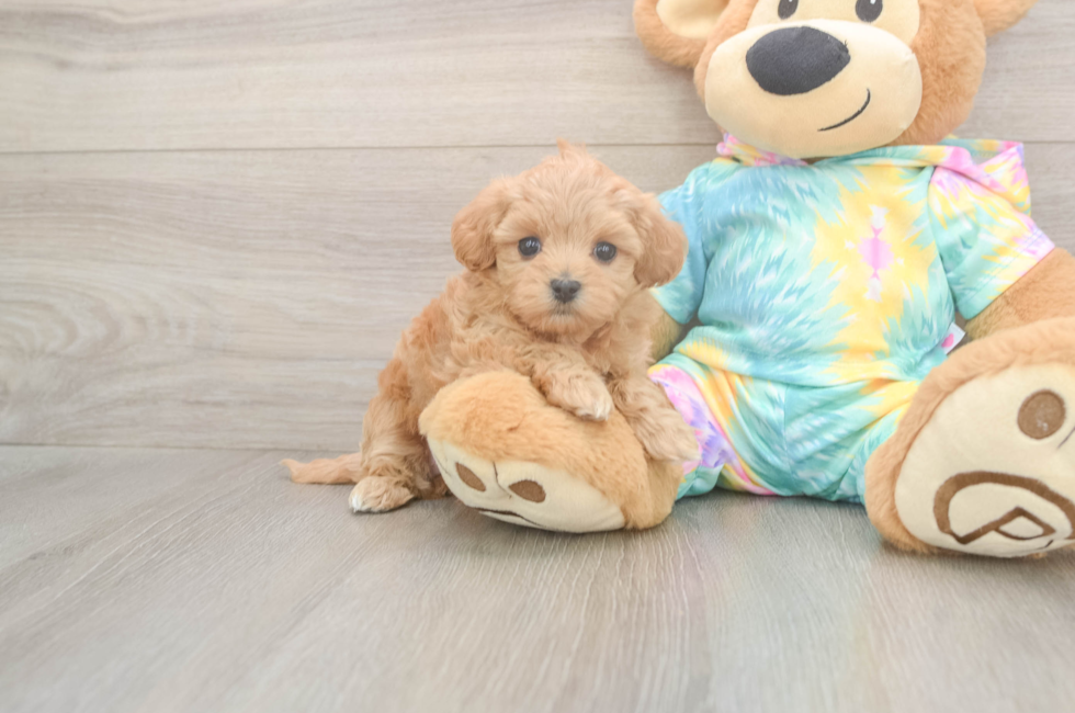 5 week old Maltipoo Puppy For Sale - Florida Fur Babies