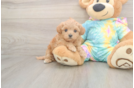 Meet Primrose - our Maltipoo Puppy Photo  1/3 - Florida Fur Babies Small Maltipoo Baby