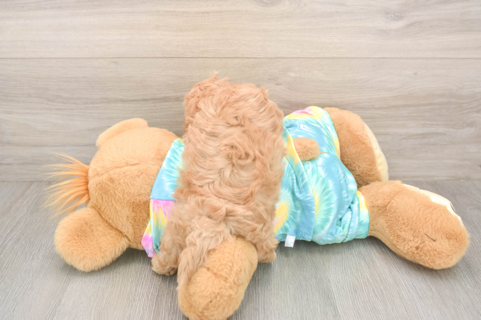 Meet Primrose - our Maltipoo Puppy Photo  3/3 - Florida Fur Babies Best Maltipoo Baby