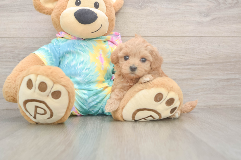 Meet Primrose - our Maltipoo Puppy Photo  2/3 - Florida Fur Babies Best Maltipoo Baby