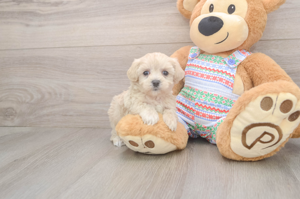 5 week old Maltipoo Puppy For Sale - Florida Fur Babies