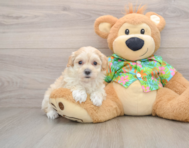 8 week old Maltipoo Puppy For Sale - Florida Fur Babies