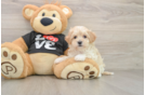 Fluffy Maltipoo Poodle Mix Pup