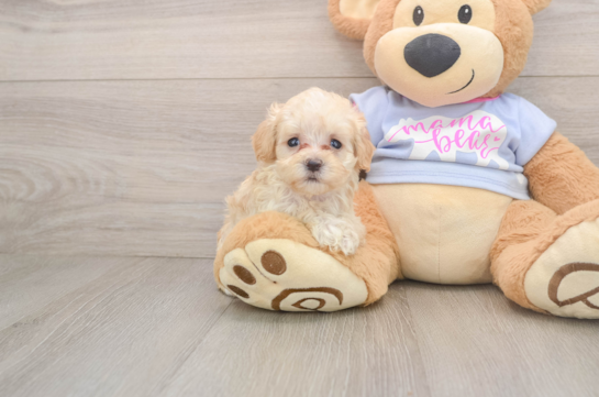 Best Maltipoo Baby