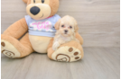 Best Maltipoo Baby