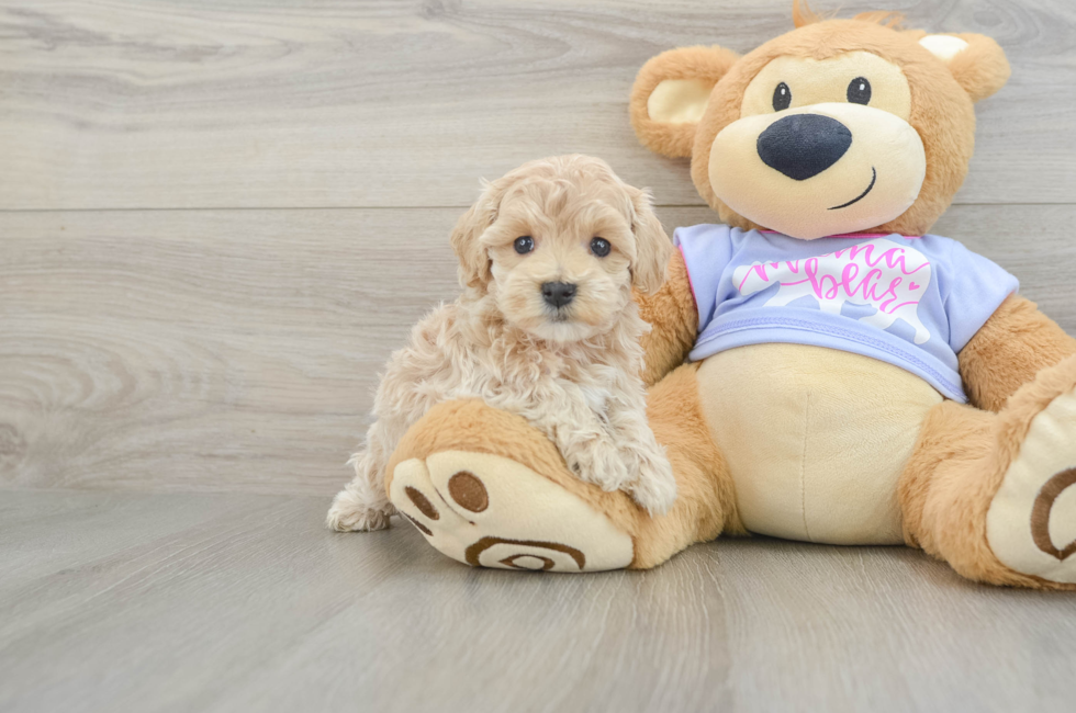 5 week old Maltipoo Puppy For Sale - Florida Fur Babies